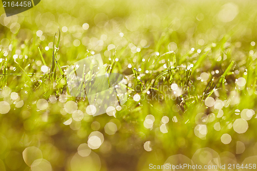 Image of Morning dew on a grass.