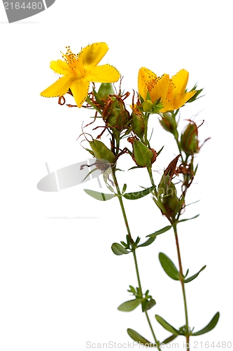 Image of Hypericum perforatum, St John's wort flower on white