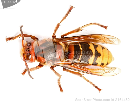 Image of European hornet, Vespa crabro