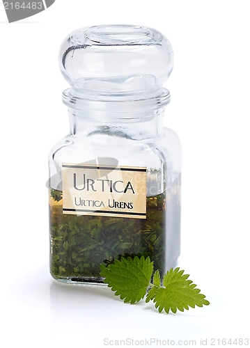 Image of Urtica Urens plant extract