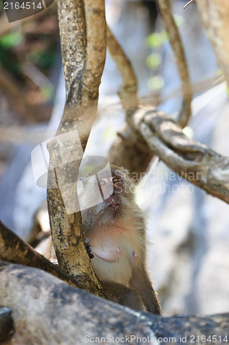 Image of Monkey on Monkey Beach Phi Phi