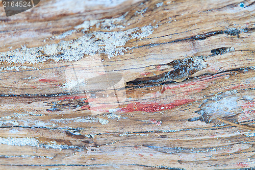 Image of Old wood log 