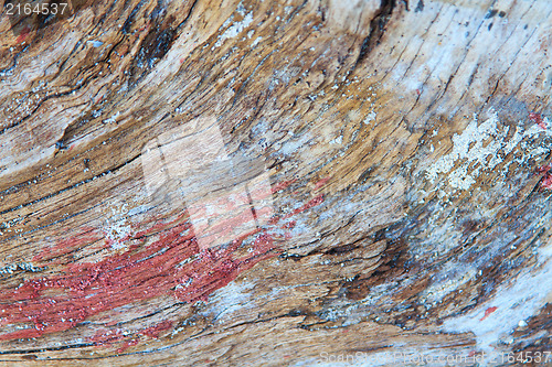 Image of Old wood log 