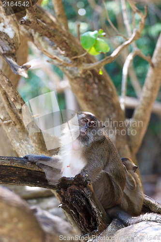 Image of Monkey on Monkey Beach Phi Phi