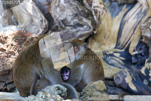 Image of Monkey on Monkey Beach Phi Phi