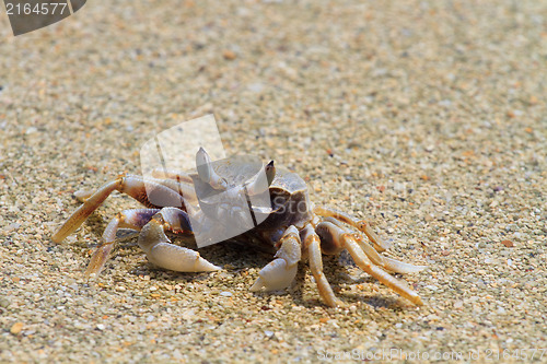 Image of Crab on the beach