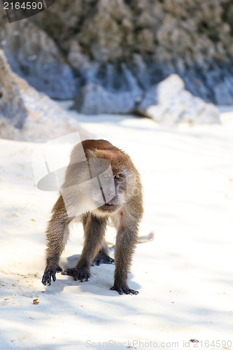 Image of Monkey on Monkey Beach Phi Phi