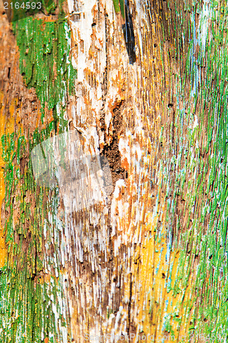 Image of Old wood log 