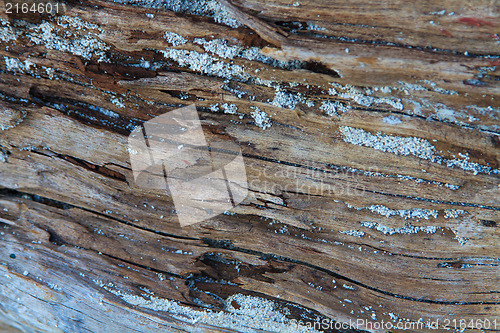 Image of Old wood log 