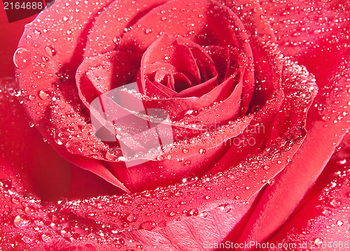 Image of background of red rose