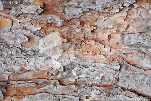 Image of Texture of pine-tree