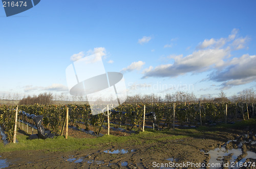 Image of Fruit farm in winter