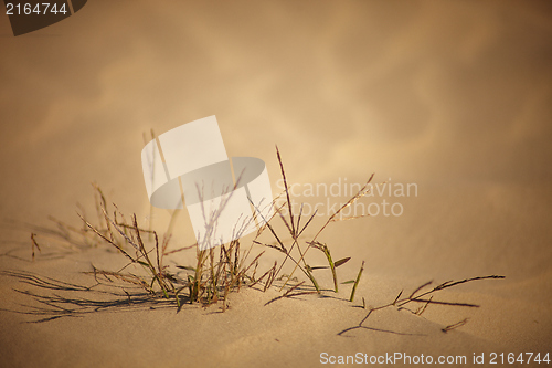 Image of Texture sand