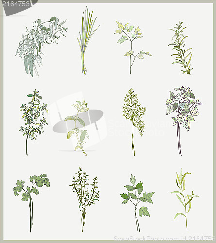 Image of Spicy herbs. Collection of fresh herbs. Illustration spicy herbs