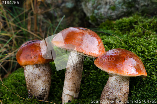 Image of closeup three wet mushrooms red-cap moss wet forest 