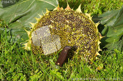 Image of cut ripe sunflower head head knife meadow grass 