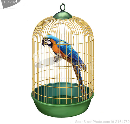 Image of Parrot in a retro cage. macaw in bird cage