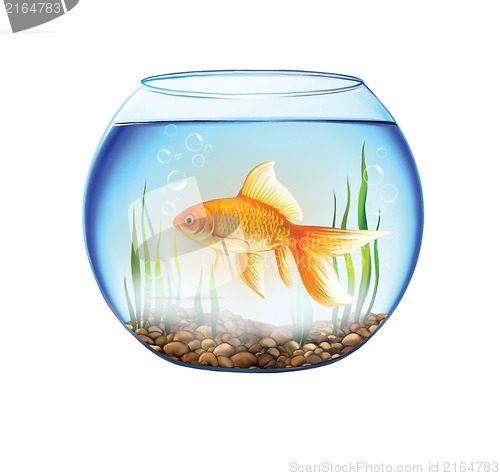 Image of Gold fish in a Round aquarium, fish bowl
