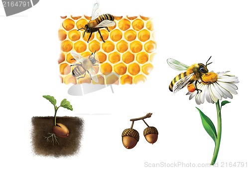 Image of Bee on cell, bees and honey, bumblebee