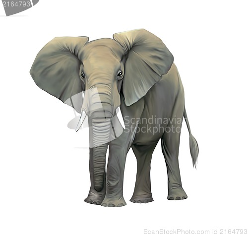 Image of elephant, Big adult Asian elephant.