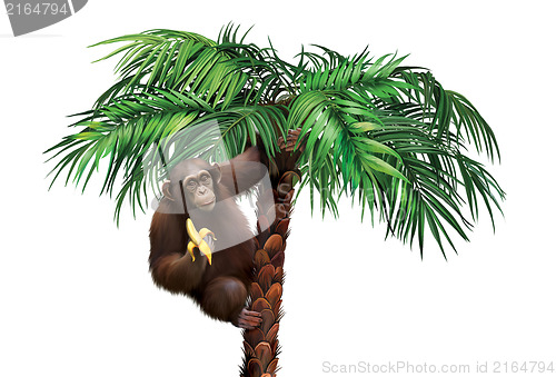 Image of Brown monkey on palm tree eating a banana.