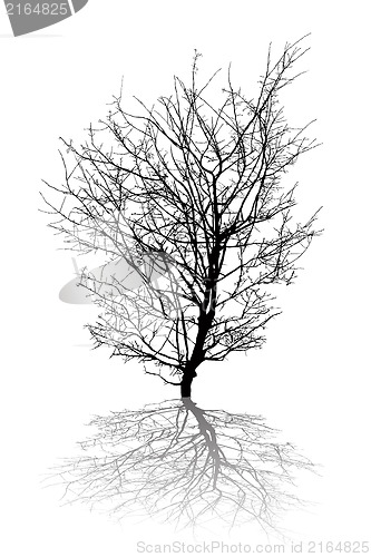 Image of Abstract tree