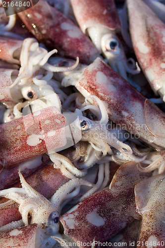 Image of Fresh squids display in the basket fresh seafood in the market