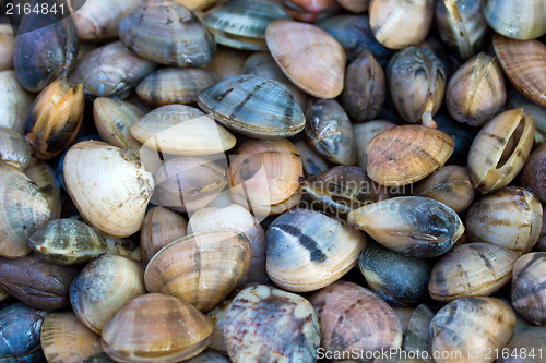 Image of Sea shells clams 