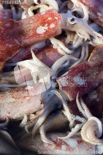 Image of Fresh squids display in the basket fresh seafood in the market