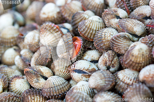 Image of Sea shells clams 