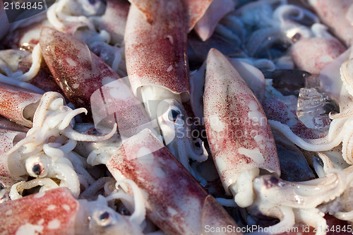 Image of Fresh squids display in the basket fresh seafood in the market