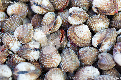 Image of Sea shells clams 