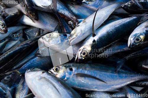 Image of Chub mackerels, sea fish