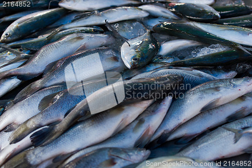 Image of Chub mackerels, sea fish