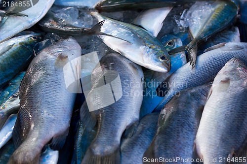 Image of Chub mackerels, sea fish