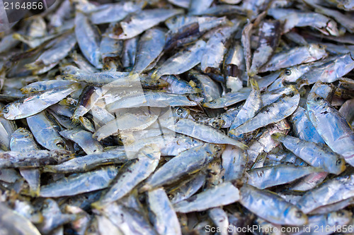 Image of Chub mackerels, sea fish