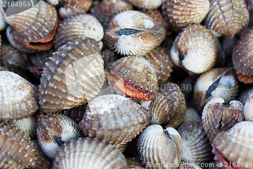 Image of Sea shells clams 