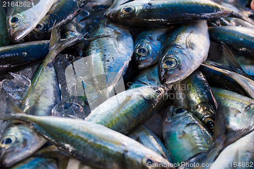 Image of Chub mackerels, sea fish