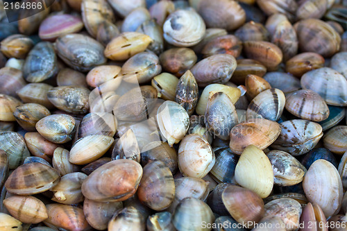 Image of Sea shells clams 