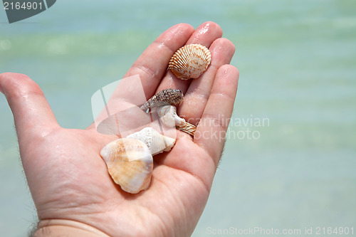 Image of Hand Holding Seashells