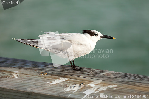 Image of Florida Sandpiper Bird