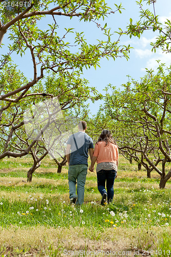 Image of Couple Walking Through Apple Orchard