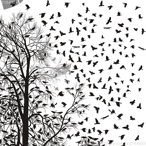 Image of Crows Flying