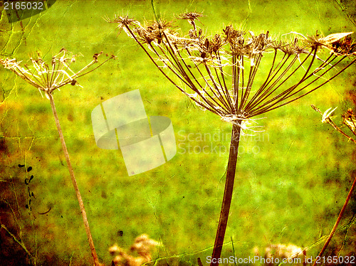 Image of Dry Fennel flower in grunge and retro style. Summer field.