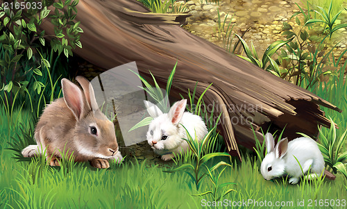 Image of Rabbits on a grass.