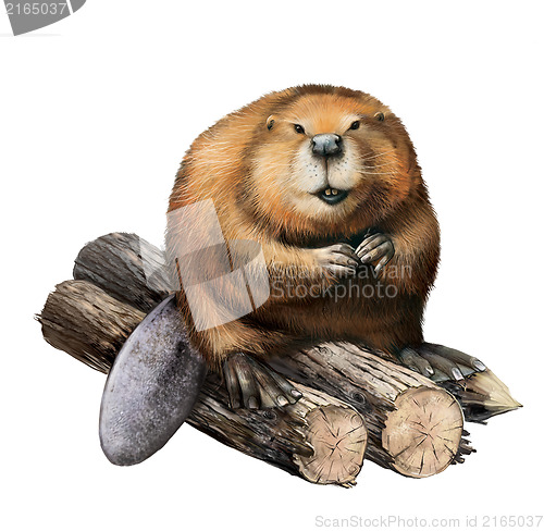 Image of Adult Beaver sitting on logs.