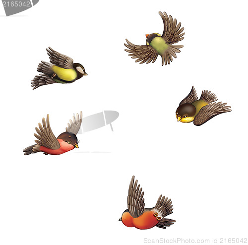 Image of Flying bullfinches and tits.