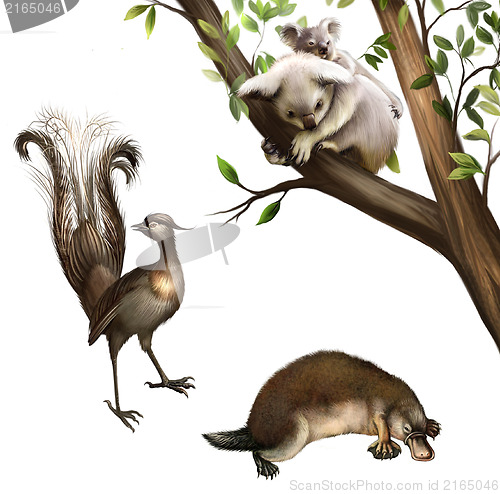 Image of Australian animals: koala, platypus and lyrebird.