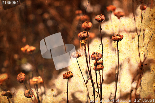 Image of Dry flowers. vintage nature background. grunge and retro style. Retro card.