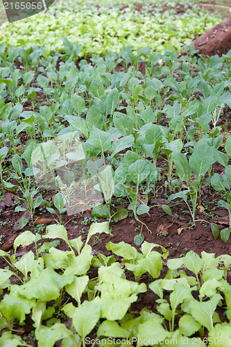 Image of organic vegetables growing